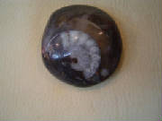 ammonite02.jpg