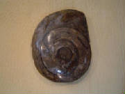 ammonite03.jpg